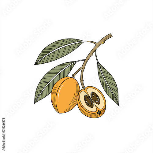 Illustration of sapodilla fruit on a branch with leaves