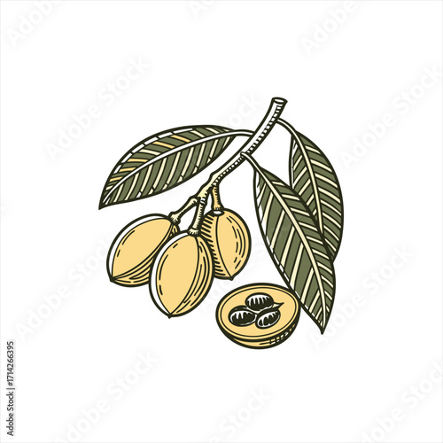 Illustration of loquat fruit on a branch with leaves and a cut fruit showing seeds