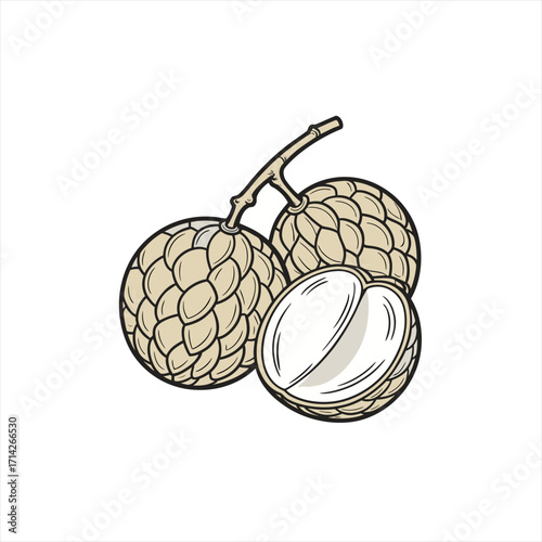 Custard apple fruit illustration