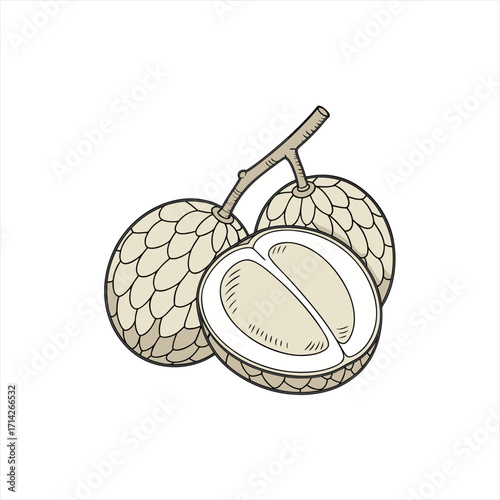 Illustration of custard apples on a branch with one cut open