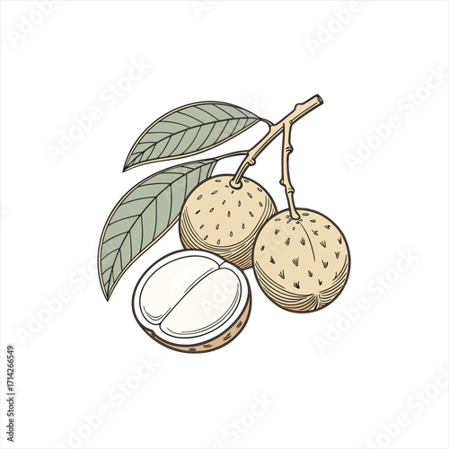 Illustration of fresh longan fruit with leaves and a cut half showing the flesh