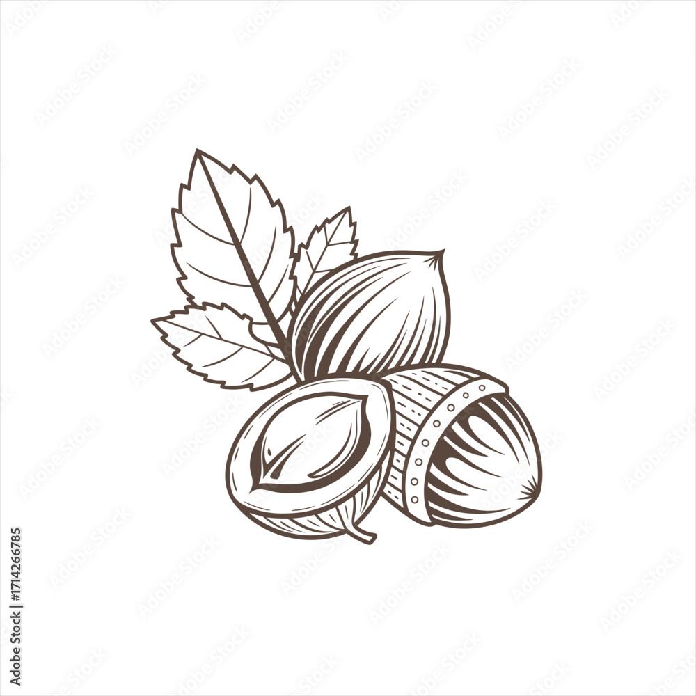 Fototapeta premium Hand drawn illustration of hazelnuts with leaves
