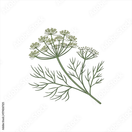 Illustration of a dill plant with delicate green leaves and flower umbel