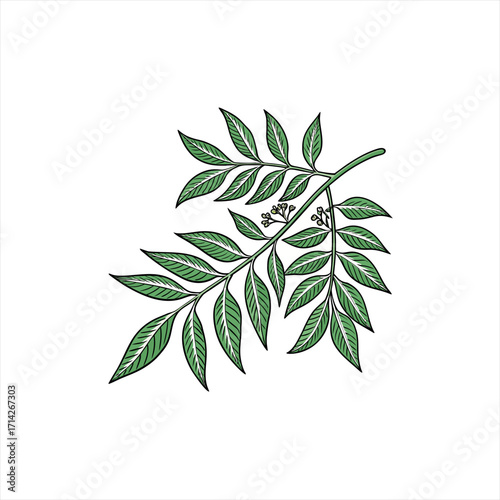 Illustration of a green branch with leaves and small buds