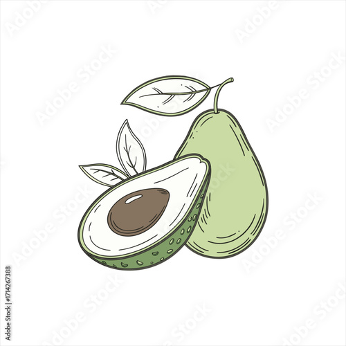 Hand drawn illustration of a whole avocado and a sliced avocado with leaves