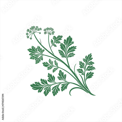 Green parsley herb sprig with delicate leaves and flowers