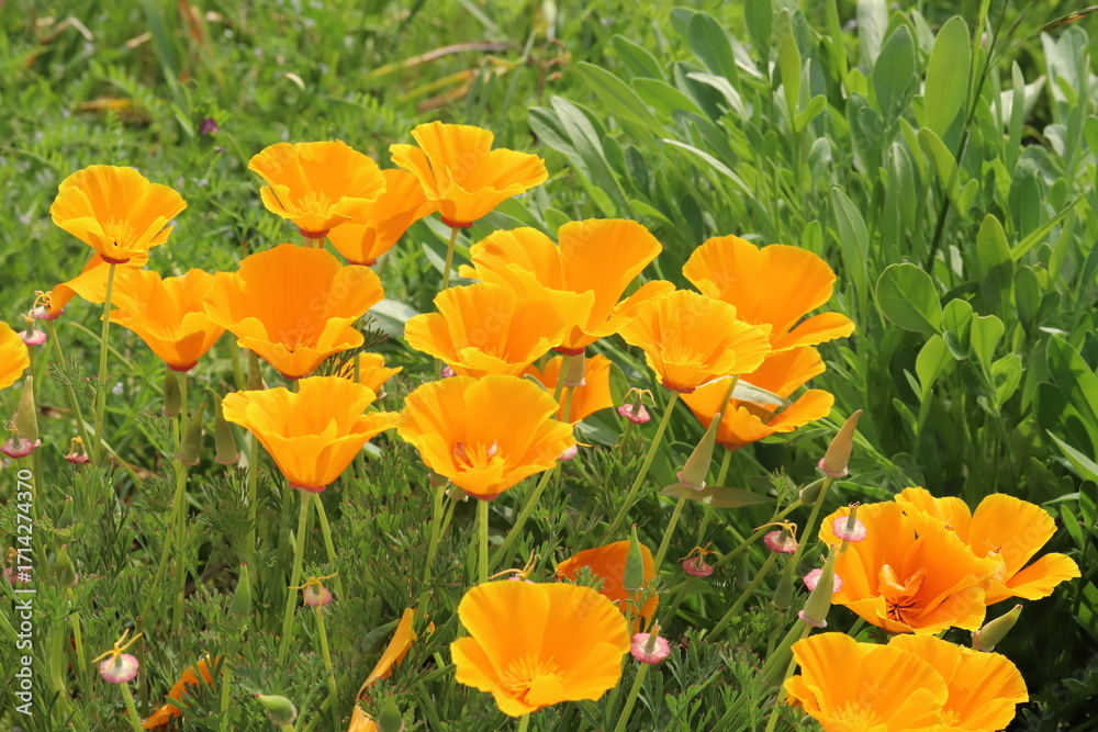 Fototapeta premium 日本の春の公園に咲くオレンジ色のカリフォルニアポピーの花