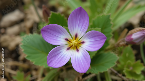 Mountain cowslip (Primula auricula), Auricula, Bear's ear, Die Aurikel oder Alpenaurikel, Planinski jaglac, Uskasti ili alpski jaglac