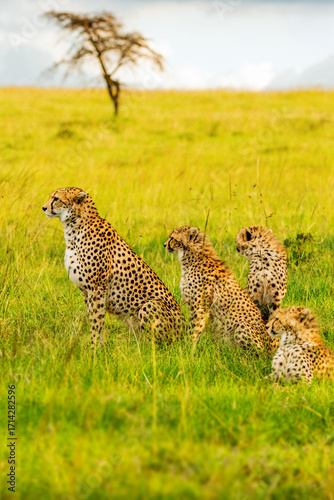 Canvas Print Cheetah Mother with Cubs in the African Savannah