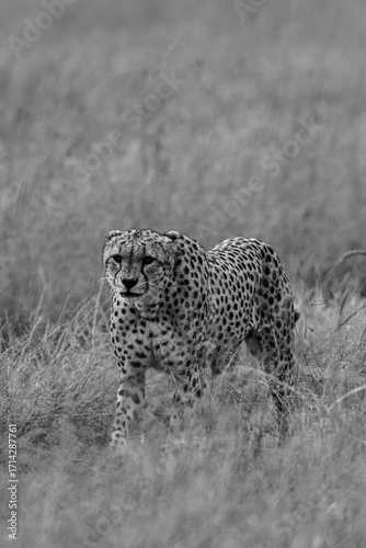 Canvas Print Cheetah (Acinonyx jubatus) Walking in Grassland – Black and White Wildlife Photo