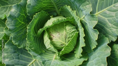 Wallpaper Mural Overhead shot of a green cabbage head with detailed leaves and veiny textures, close-up Torontodigital.ca