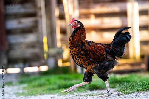 Ein junger Hahn in braun/schwarz geht durch einen Naturgarten