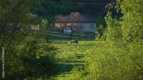 a horse on the grass, Moldova rural