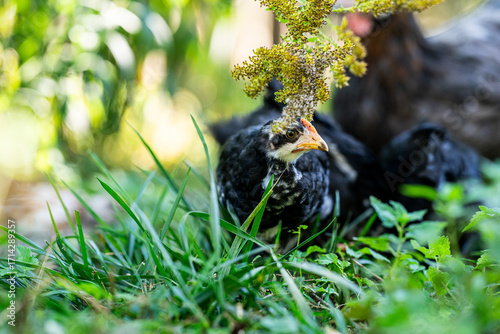 Ein junges schwarzes Küken steht im Naturgarten und schaut unter einer Pflanze hervor