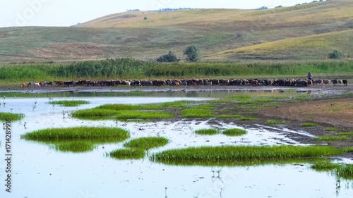 the shepherd with the sheep, Moldova