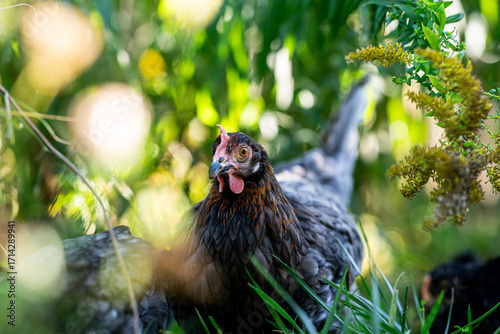 Eine graue Henne sitzt im grünen Naturgarten