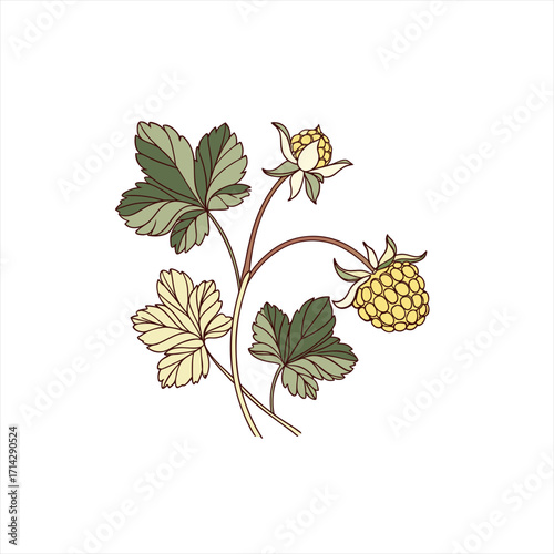 Stylized illustration of a cloudberry plant with ripe berries and leaves