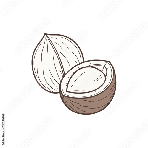 Hand drawn illustration of a whole coconut and a halved coconut