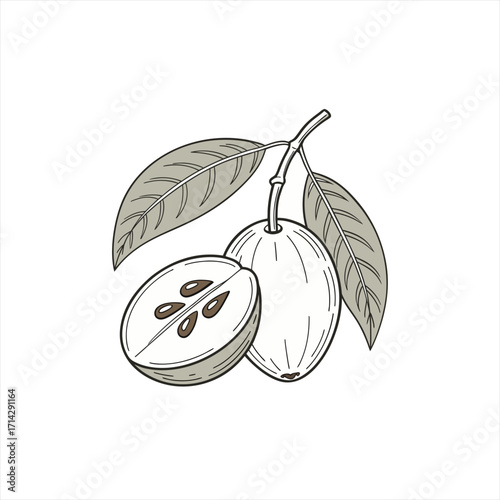 Illustration of a whole and halved sapodilla fruit with leaves