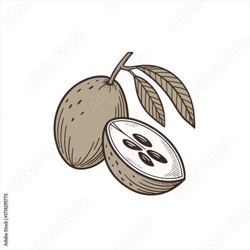 Hand drawn illustration of a whole and halved sapodilla fruit with leaves