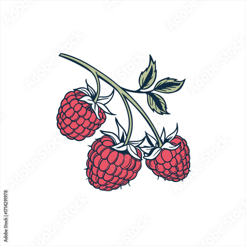 Illustration of three ripe raspberries on a branch with green leaves