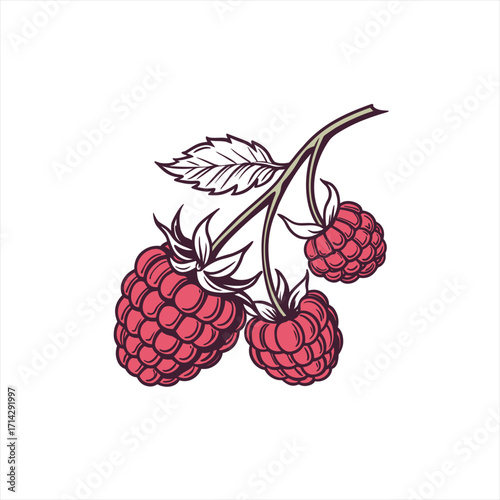 Hand drawn illustration of ripe raspberries on a branch with leaves