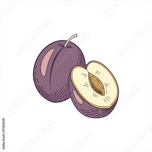 Hand drawn illustration of a whole plum and a halved plum with pit