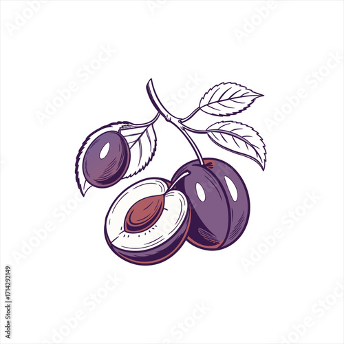 Hand drawn illustration of ripe plums on a branch with leaves