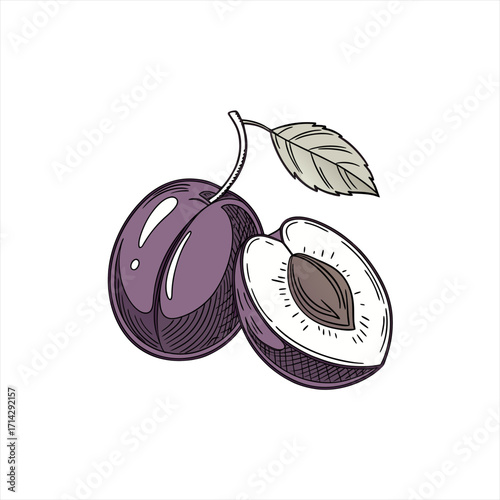 Hand drawn illustration of a whole plum and a halved plum with a leaf