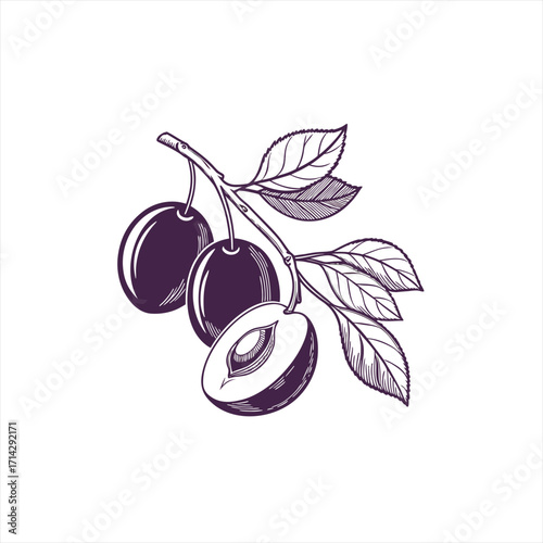 Hand drawn illustration of ripe plums on a branch with leaves