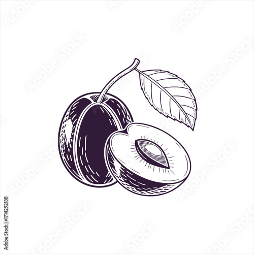 Hand drawn illustration of a whole plum and a plum cut in half with a leaf