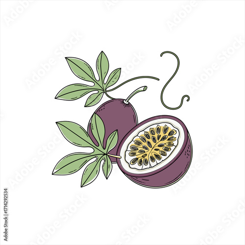 Hand drawn illustration of passion fruit with leaves and tendrils