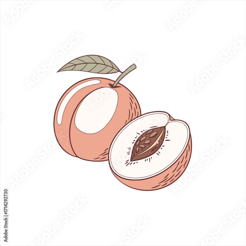 Hand drawn illustration of a whole peach and a halved peach with a leaf
