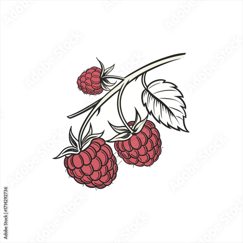 Hand drawn illustration of ripe raspberries on a branch with leaves