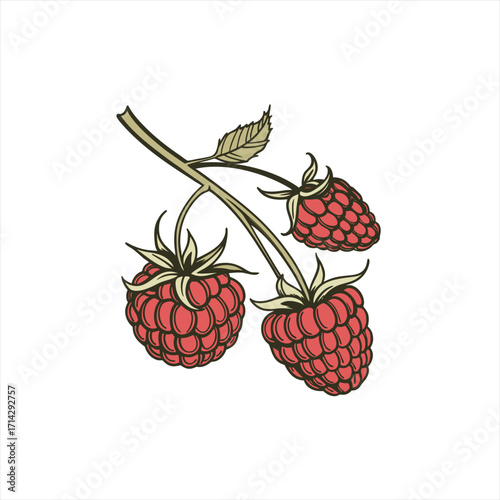 A cluster of ripe red raspberries on a branch with a leaf