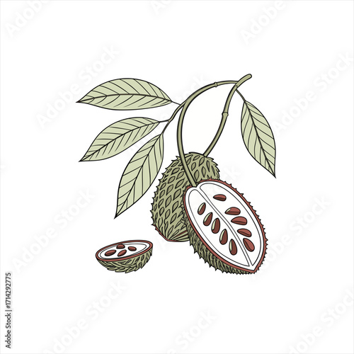 Illustration of soursop fruit on a branch with leaves