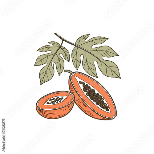 Hand drawn illustration of a papaya fruit cut in half with leaves