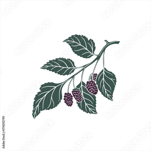 Stylized branch with dark green leaves and ripe mulberries