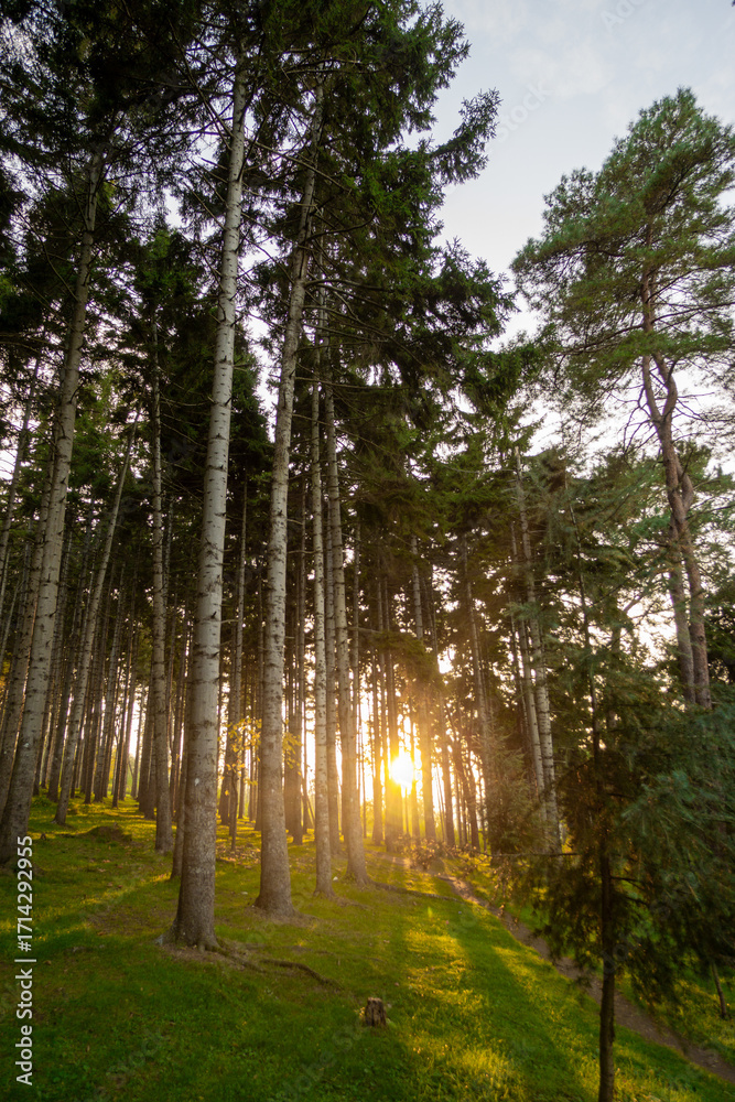 Obraz premium Peaceful forest path at sunset in Trabzon, Turkey. Tall pine trees and golden sunlight create a serene natural landscape, ideal for concepts of nature, hiking, and tranquility.