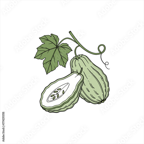 Illustration of a chayote squash with a leaf and tendril
