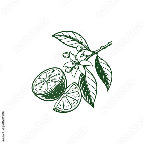 Hand drawn illustration of a lime fruit with slices and blossoms on a branch