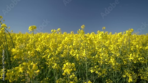 yellow flowers field and blue sky