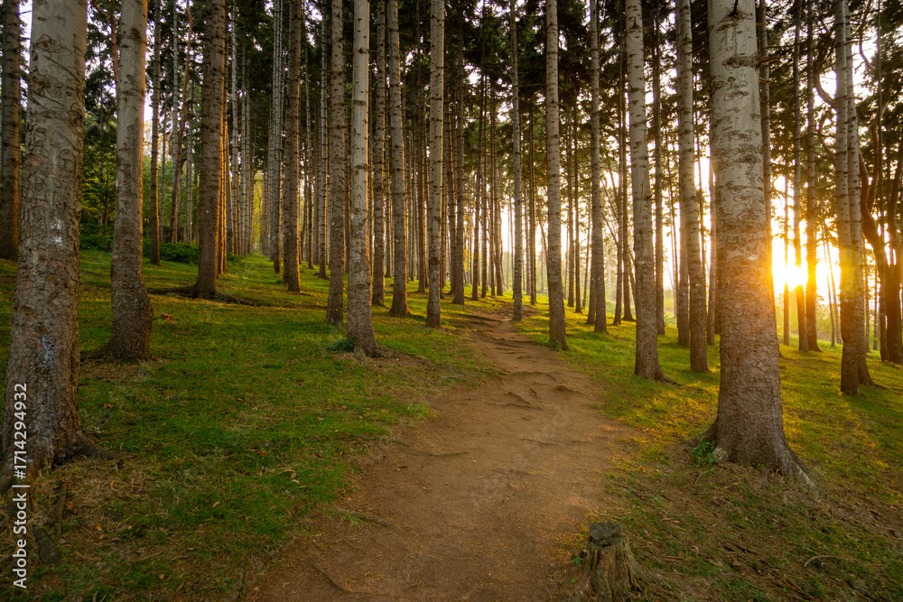 Obraz premium Peaceful forest path at sunset in Trabzon, Turkey. Tall pine trees and golden sunlight create a serene natural landscape, ideal for concepts of nature, hiking, and tranquility.