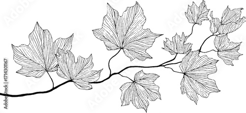 Elegant black and white line art of maple leaves for creative japanese zen decor