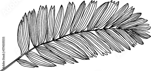 Black and white line art illustration of a palm leaf for boho art and design