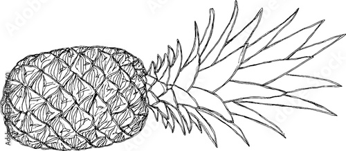 Black and white line art of pineapple for design and decor inspiration