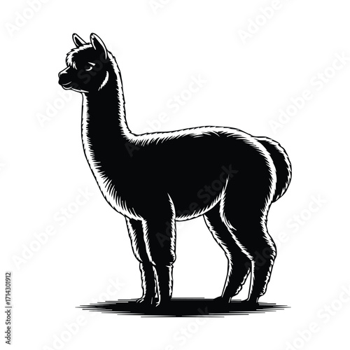Elegant Alpaca Vector Illustration in Black and White Striking Animal Portrait Design