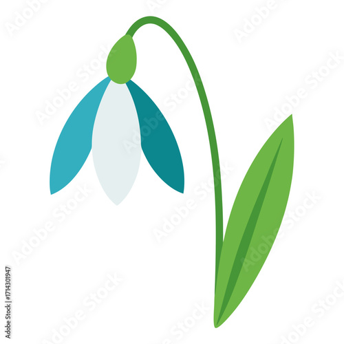 snowdrop with green leaves
