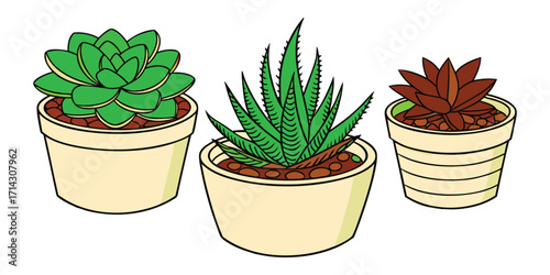 Three potted succulent p plants with green and Brown Leaves.  These vector pictograms of a succulent, plant, potted, green, brown, leaves, rosette, houseplant, indoor plant, home decor illustration. 