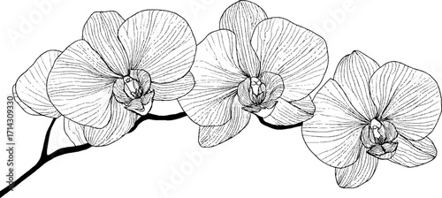 Elegant orchid line art design in black and white for botanical decor and nature-inspired projects